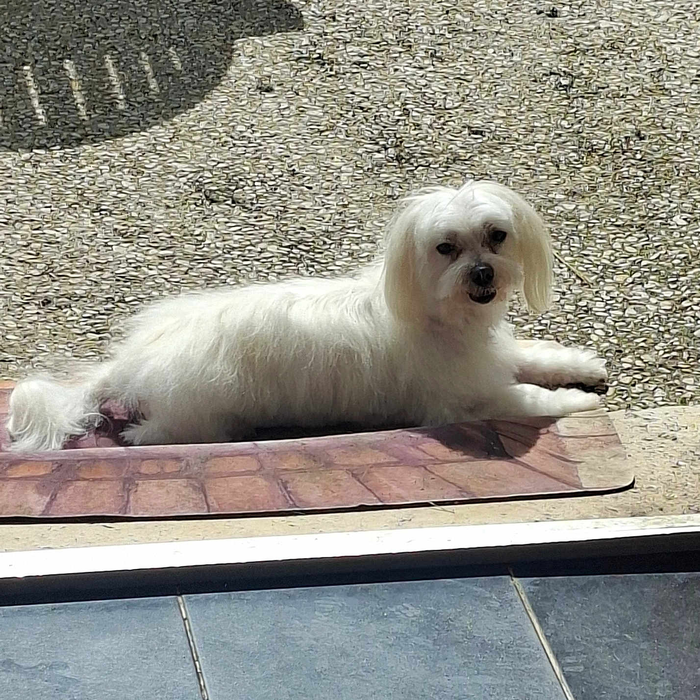 Lou