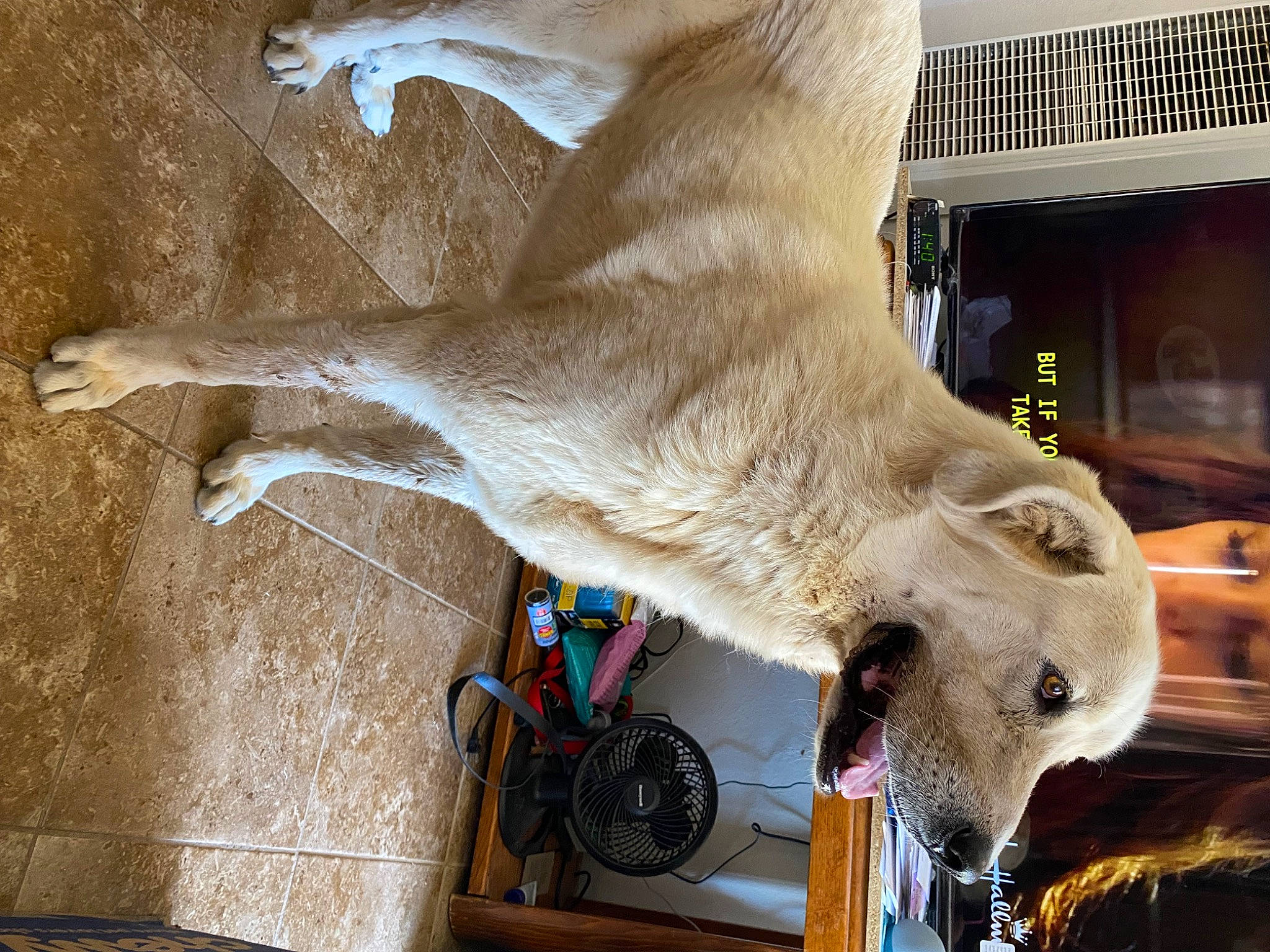 Peanut joined the competition — help win amazing prizes! dairy, fawn, foot, fur, goat, goats, human_leg, marsupial, snout, sporting_group, tail, terrestrial_animal, visual_arts, wildlife, wing, working_animal