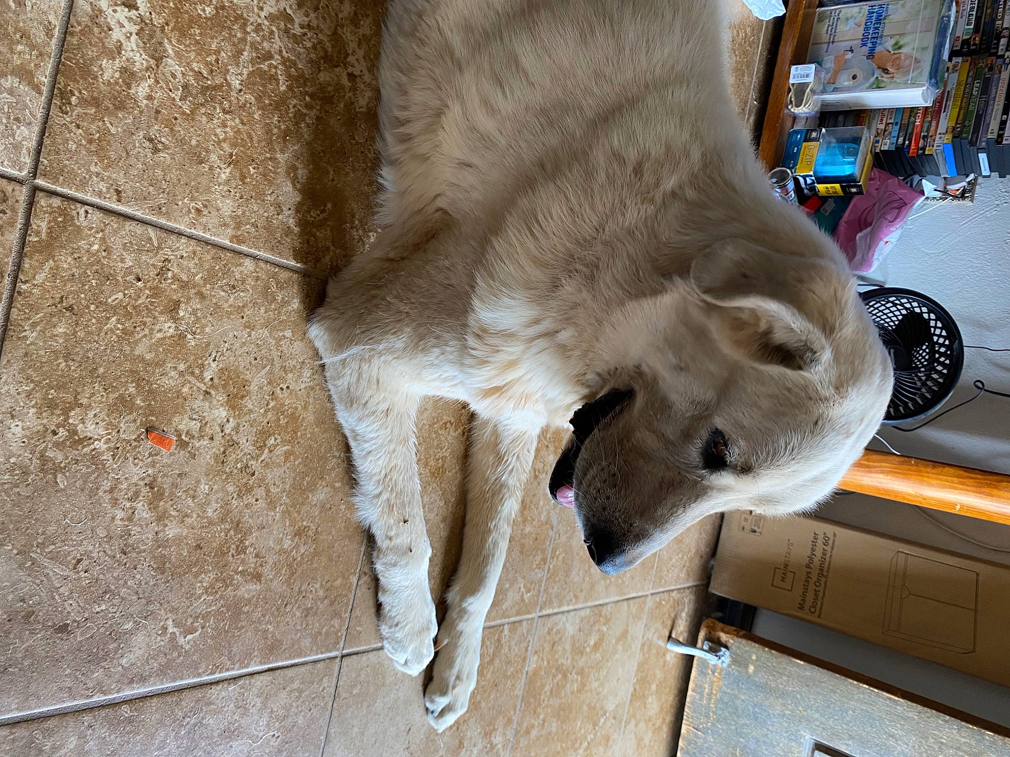 Peanut is registered to the contest to win money with this photo: art, canidae, dog_breed, fawn, fur, goat, goat_antelope, goats, human_leg, livestock, snout, sporting_group, tail, terrestrial_animal, tire, wheel, wildlife, wing, wood, working_animal