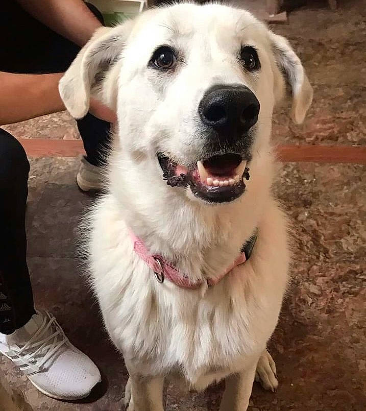 Peanut is registered to the contest to win money with this photo: canidae, carnivore, collar, companion_dog, dog, dog_breed, dog_collar, fashion_accessory, fawn, fur, happy, leash, livestock_guardian_dog, pet_supply, smile, snout, sporting_group, whiskers, working_animal, working_dog