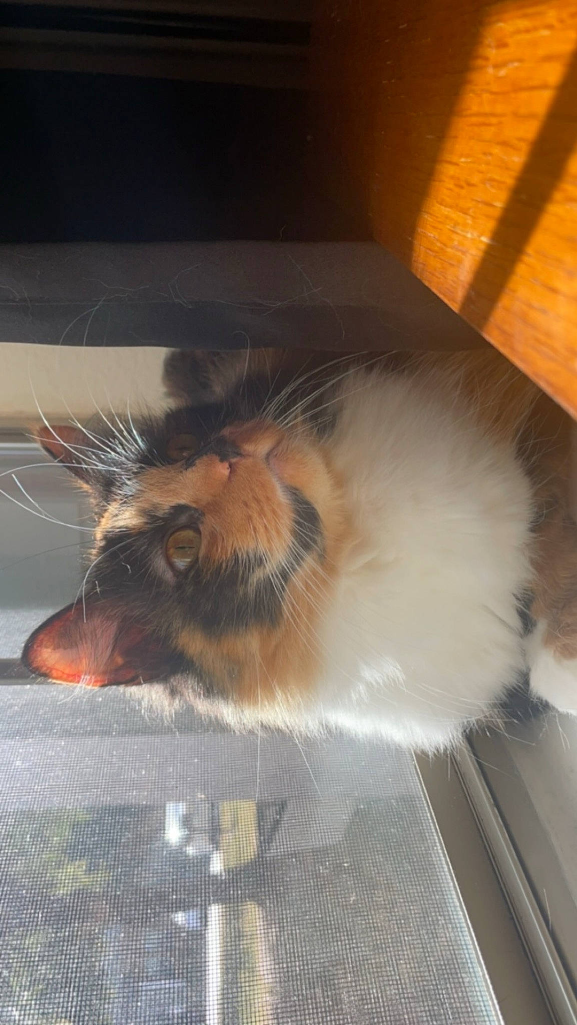 Cinnamon is registered to the contest to win money with this photo: carnivore, cat, claw, fawn, felidae, flooring, foot, fur, hamster, hardwood, paw, pest, pet_supply, rodent, small_to_medium_sized_cats, snout, tail, whiskers, wing, wood