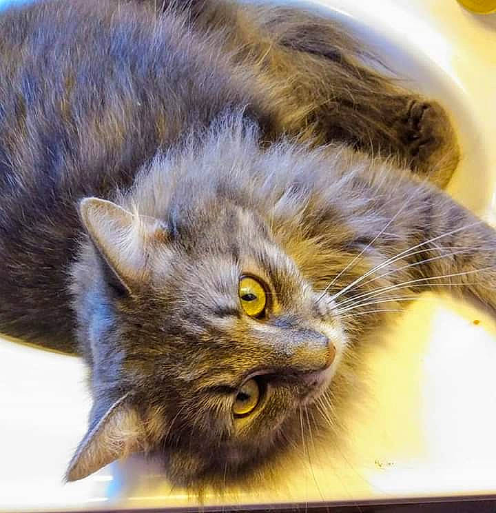 Smokey joined the competition — help win amazing prizes! asian_semi_longhair, british_semi_longhair, carnivore, cat, domestic_long_haired_cat, domestic_short_haired_cat, ear, european_shorthair, eye, felidae, fur, kitten, maine_coon, nebelung, norwegian_forest_cat, siberian, small_to_medium_sized_cats, tabby_cat, whiskers, wild_cat