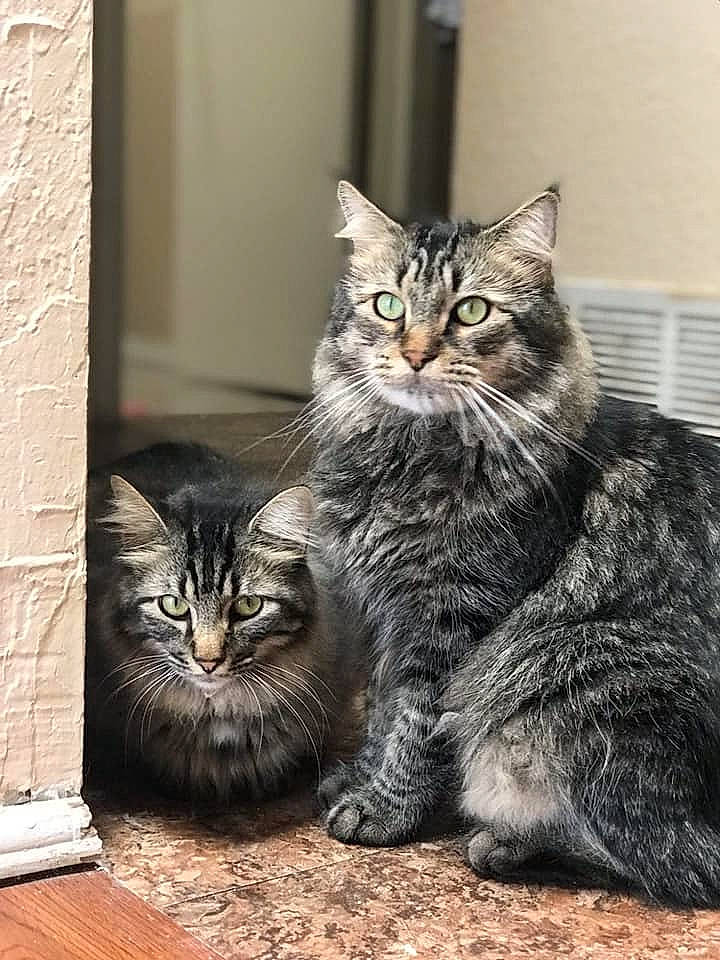 Smokey is registered to the contest to win money with this photo: american_bobtail, american_shorthair, asian, british_semi_longhair, carnivore, cat, domestic_short_haired_cat, dragon_li, european_shorthair, felidae, kitten, maine_coon, mammal, norwegian_forest_cat, siberian, small_to_medium_sized_cats, tabby_cat, vertebrate, whiskers, wild_cat