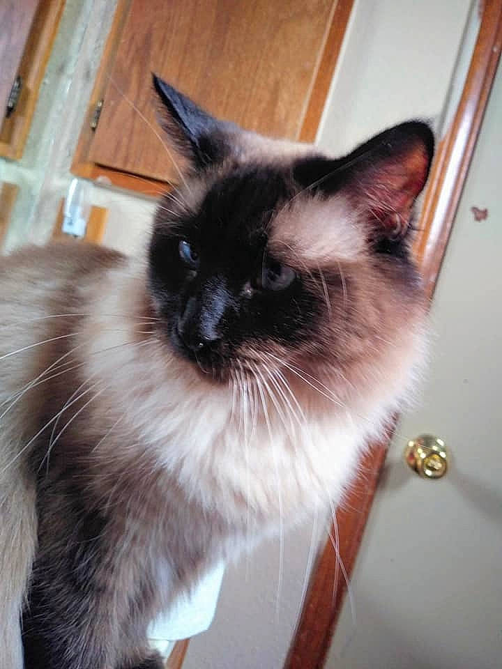 Smokey is registered to the contest to win money with this photo: balinese, birman, burmese, carnivore, cat, fawn, felidae, himalayan, javanese, kitten, mammal, ojos_azules, ragdoll, siamese, small_to_medium_sized_cats, snowshoe, thai, tonkinese, vertebrate, whiskers