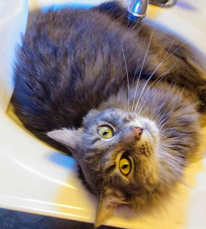 Smokey joined the competition — help win amazing prizes! carnivore, cat, domestic_long_haired_cat, felidae, fur, kitten, maine_coon, nebelung, norwegian_forest_cat, persian, small_to_medium_sized_cats, snout, whiskers