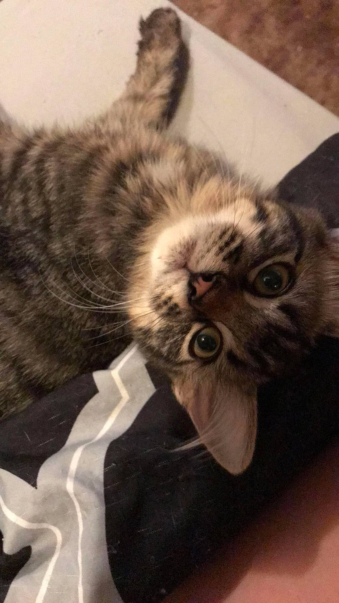 Max is registered to the contest to win money with this photo: american_shorthair, asian, british_shorthair, carnivore, cat, domestic_short_haired_cat, dragon_li, ear, european_shorthair, fawn, felidae, fur, kitten, maine_coon, mammal, norwegian_forest_cat, persian, small_to_medium_sized_cats, tabby_cat, whiskers