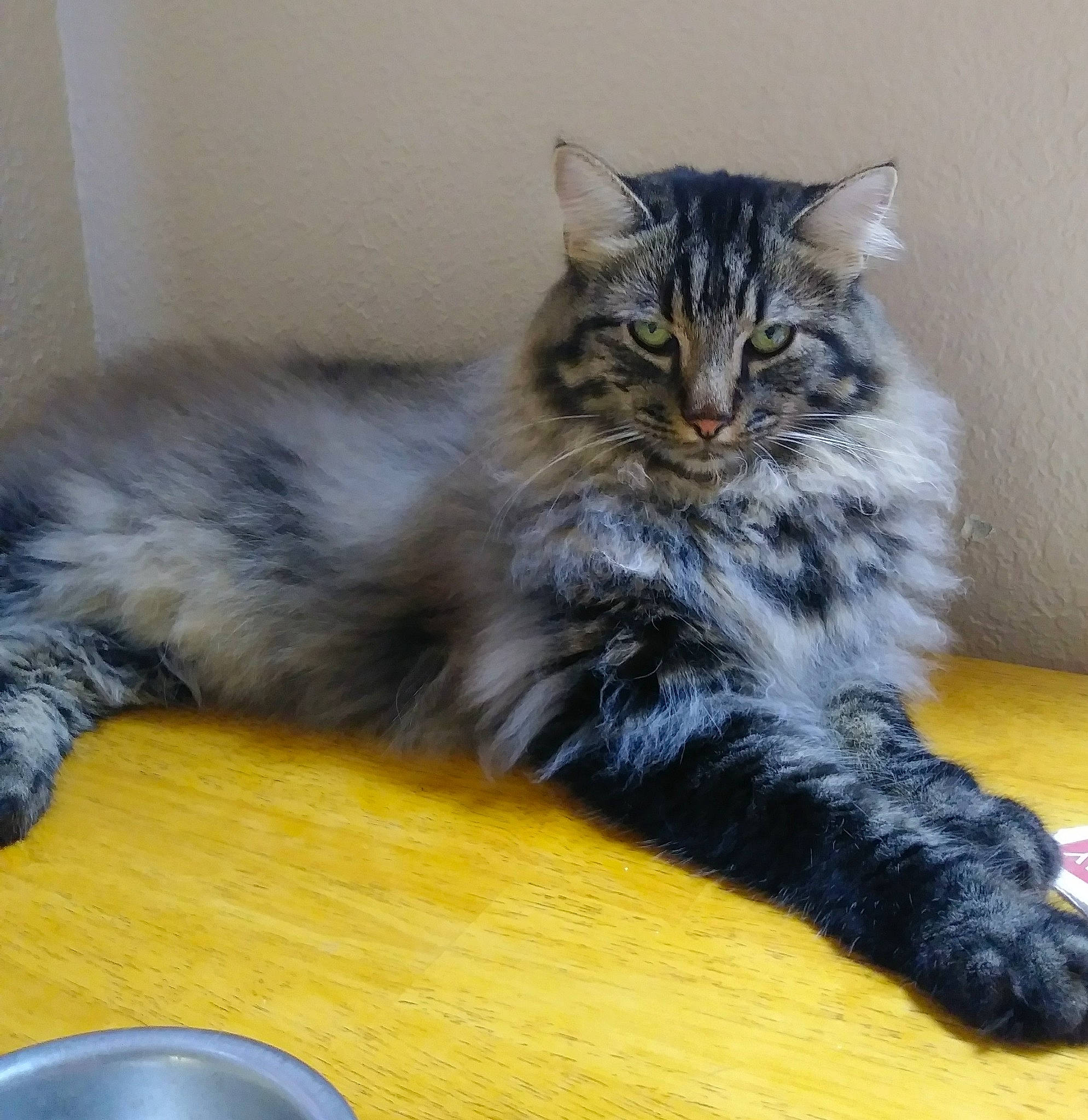 Max is registered to the contest to win money with this photo: asian_semi_longhair, british_longhair, british_semi_longhair, carnivore, cat, cymric, domestic_long_haired_cat, domestic_short_haired_cat, felidae, fur, kurilian_bobtail, maine_coon, mammal, norwegian_forest_cat, ragamuffin, siberian, small_to_medium_sized_cats, vertebrate, whiskers, wild_cat