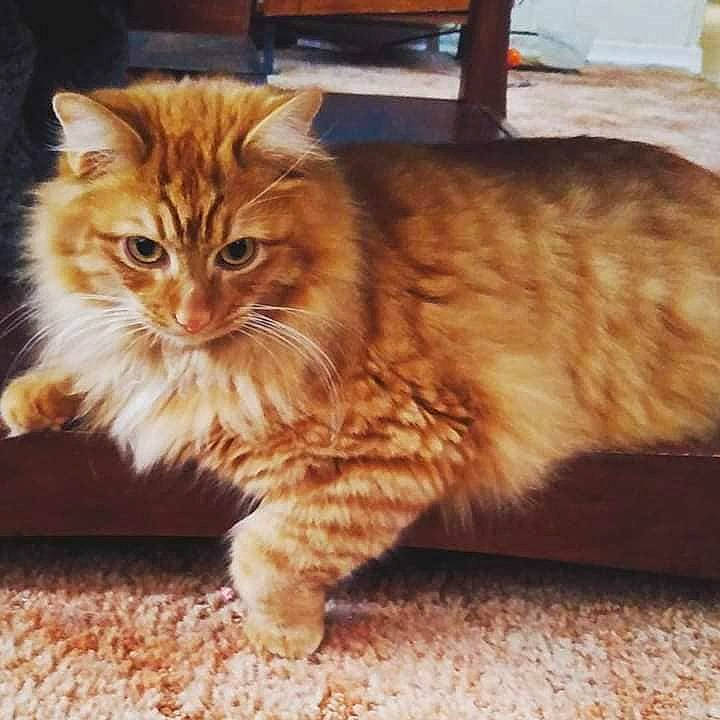 Sammy joined the competition — help win amazing prizes! american_bobtail, asian_semi_longhair, carnivore, cat, cymric, domestic_long_haired_cat, domestic_short_haired_cat, european_shorthair, eye, felidae, fur, kitten, kurilian_bobtail, mammal, norwegian_forest_cat, siberian, small_to_medium_sized_cats, tabby_cat, tail, whiskers