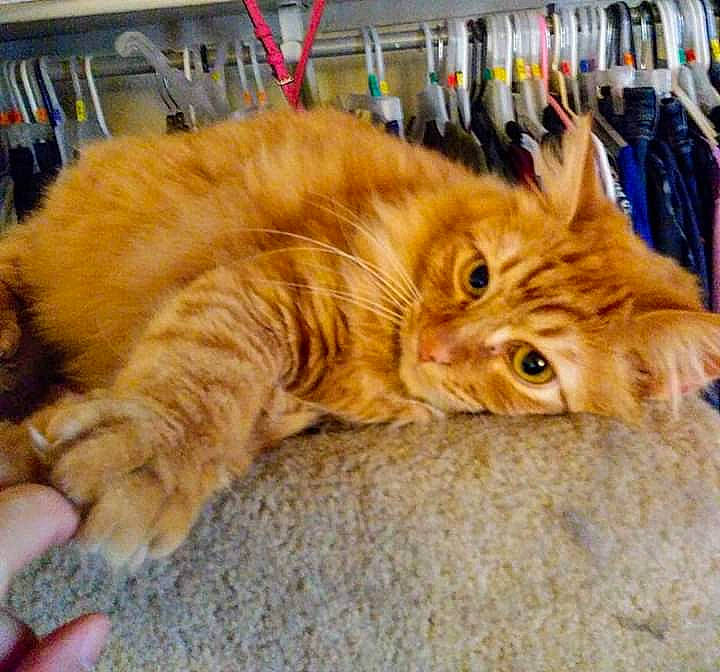 Sammy joined the competition — help win amazing prizes! carnivore, cat, claw, cymric, domestic_long_haired_cat, domestic_short_haired_cat, european_shorthair, eye, felidae, fur, kitten, kurilian_bobtail, maine_coon, mammal, norwegian_forest_cat, paw, siberian, small_to_medium_sized_cats, tabby_cat, whiskers