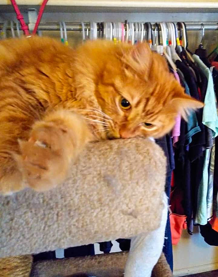 Sammy joined the competition — help win amazing prizes! carnivore, cat, cymric, domestic_short_haired_cat, fawn, felidae, fur, kitten, kurilian_bobtail, persian, small_to_medium_sized_cats, snapshot, tabby_cat, whiskers