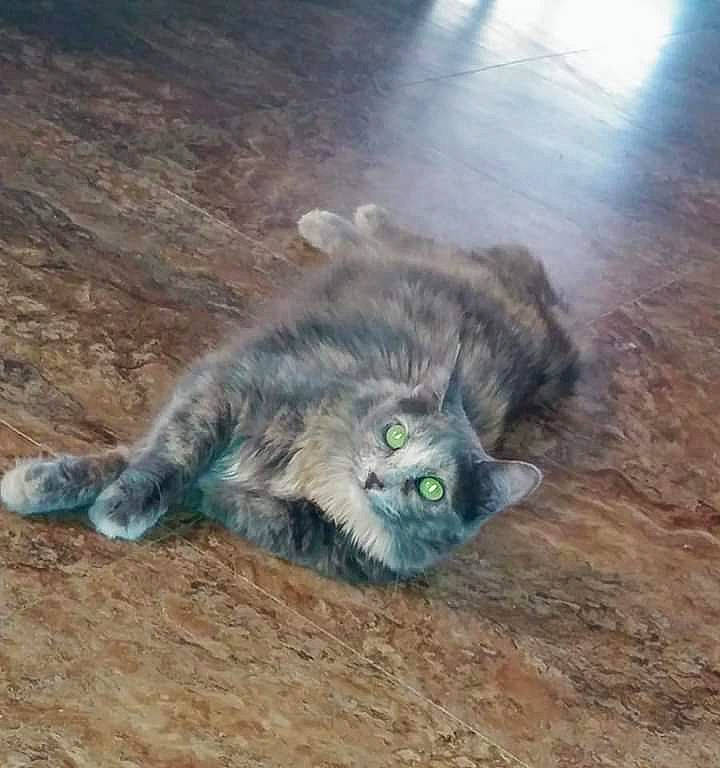 Jackie joined the competition — help win amazing prizes! carnivore, cat, domestic_short_haired_cat, european_shorthair, felidae, fur, nebelung, small_to_medium_sized_cats, snout, tail, whiskers, wild_cat