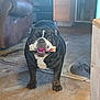 King Louie is registered to the contest to win money with this photo: animal, architecture, boxer, building, bulldog, canine, chair, couch, dog, frenchbulldog, furniture, hardwood, indoors, interiordesign, livingroom, pet, pitbull, puppy, room, wood