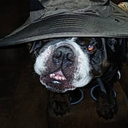 King Louie joined the competition — help win amazing prizes! animal, bostonbull, boxer, bulldog, canine, cat, clothing, coat, dog, face, frenchbulldog, hat, head, person, pet, photography, pitbull, portrait, puppy, sunhat
