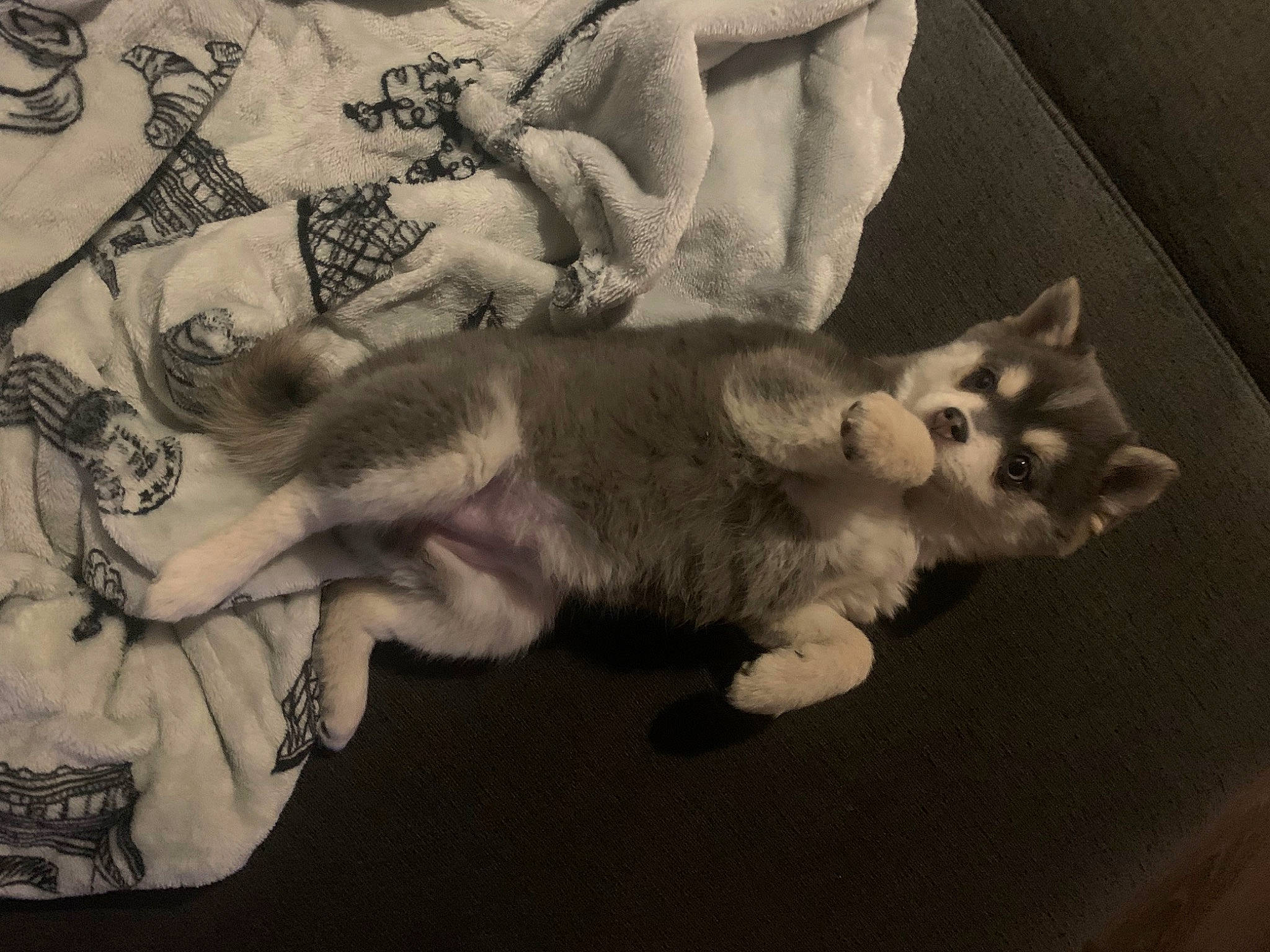 Kiki joined the competition — help win amazing prizes! canidae, carnivore, cat, comfort, companion_dog, couch, dog_breed, domestic_short_haired_cat, fawn, felidae, fur, grey, mammal, monochrome, paw, small_to_medium_sized_cats, sporting_group, tail, vertebrate, whiskers