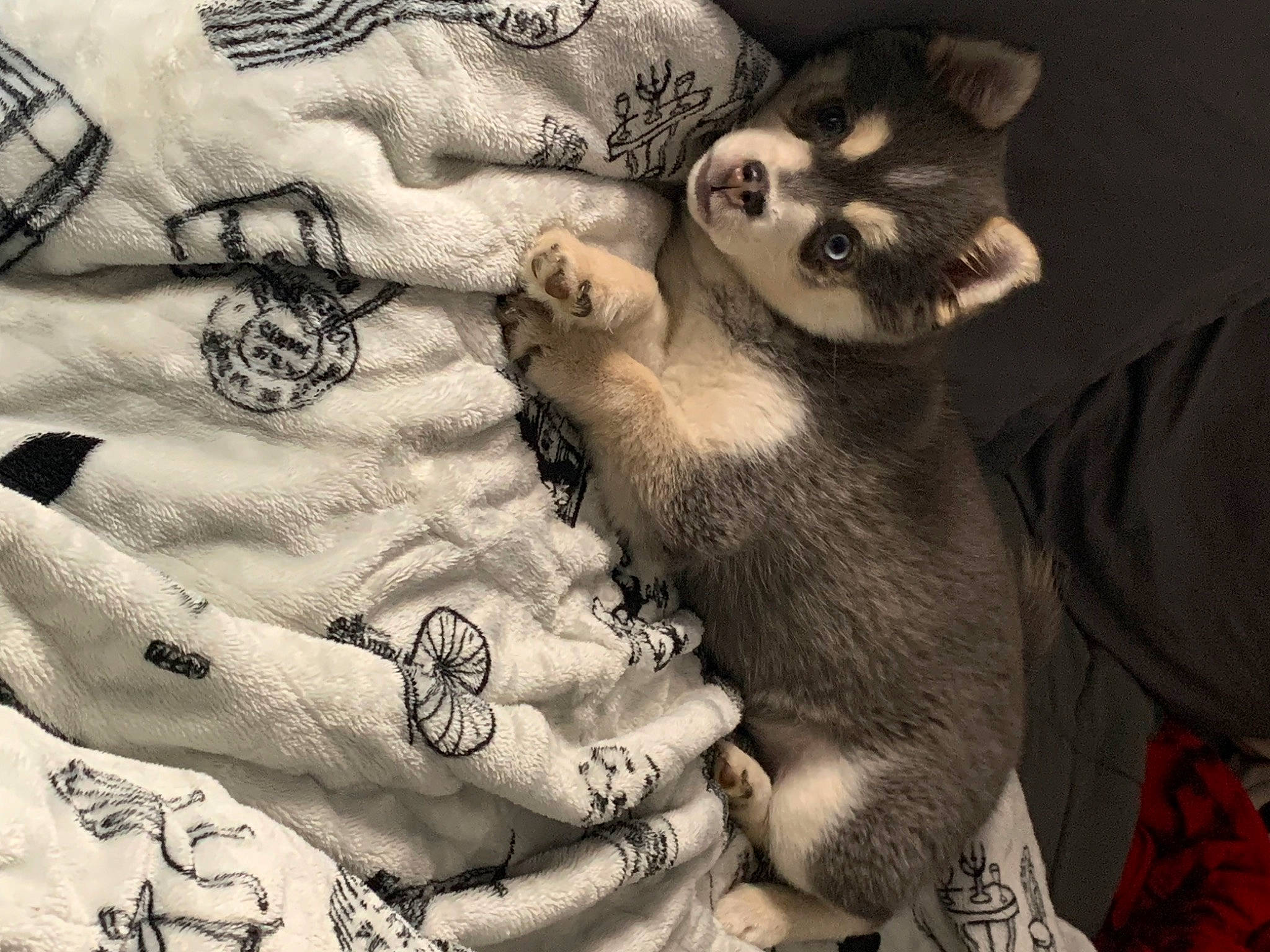 Kiki is registered to the contest to win money with this photo: carnivore, comfort, companion_dog, dog_breed, domestic_short_haired_cat, fawn, felidae, fur, gesture, grey, human_leg, nail, pattern, paw, small_to_medium_sized_cats, snout, tail, terrestrial_animal, textile, whiskers