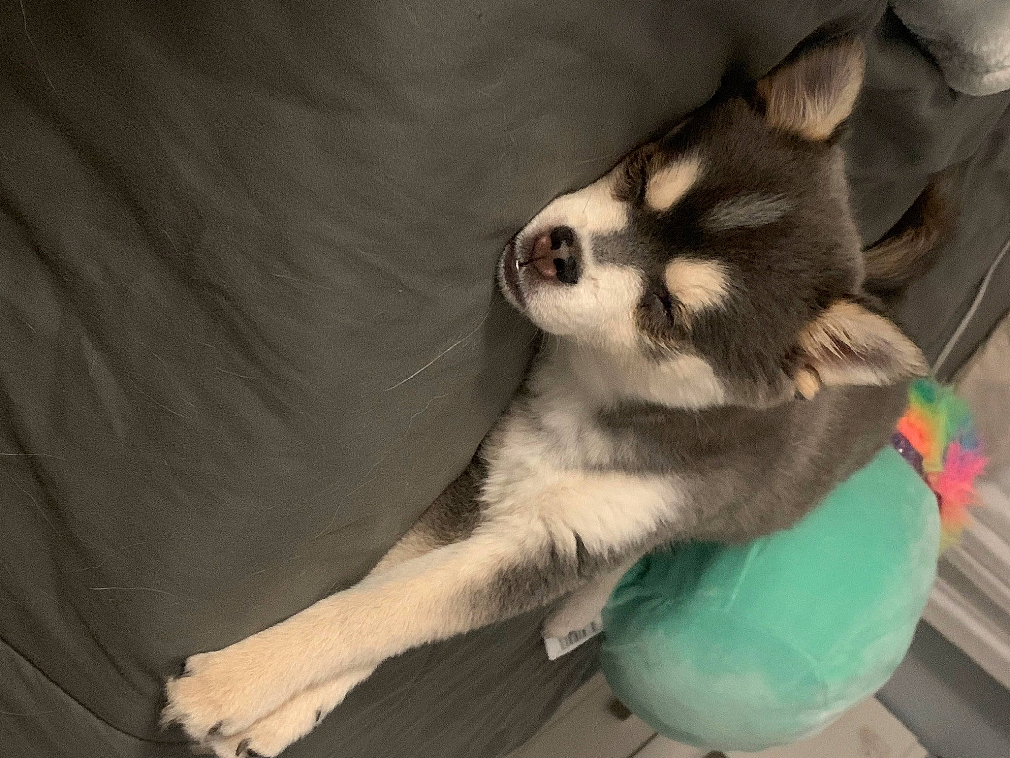 Kiki is registered to the contest to win money with this photo: canidae, carnivore, claw, companion_dog, dog_breed, fawn, felidae, foot, fur, non_sporting_group, paw, small_to_medium_sized_cats, snout, sporting_group, tail, terrestrial_animal, toe, whiskers, working_animal