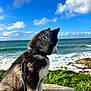 Naska participe au concours pour gagner de l'argent avec cette photo : puppy, dog, husky, outdoor, ocean, waves, sky, clouds, bench, leash, fur, nature, greenery, rocky_shore, calm, daytime, pet, side_view, water, landscape