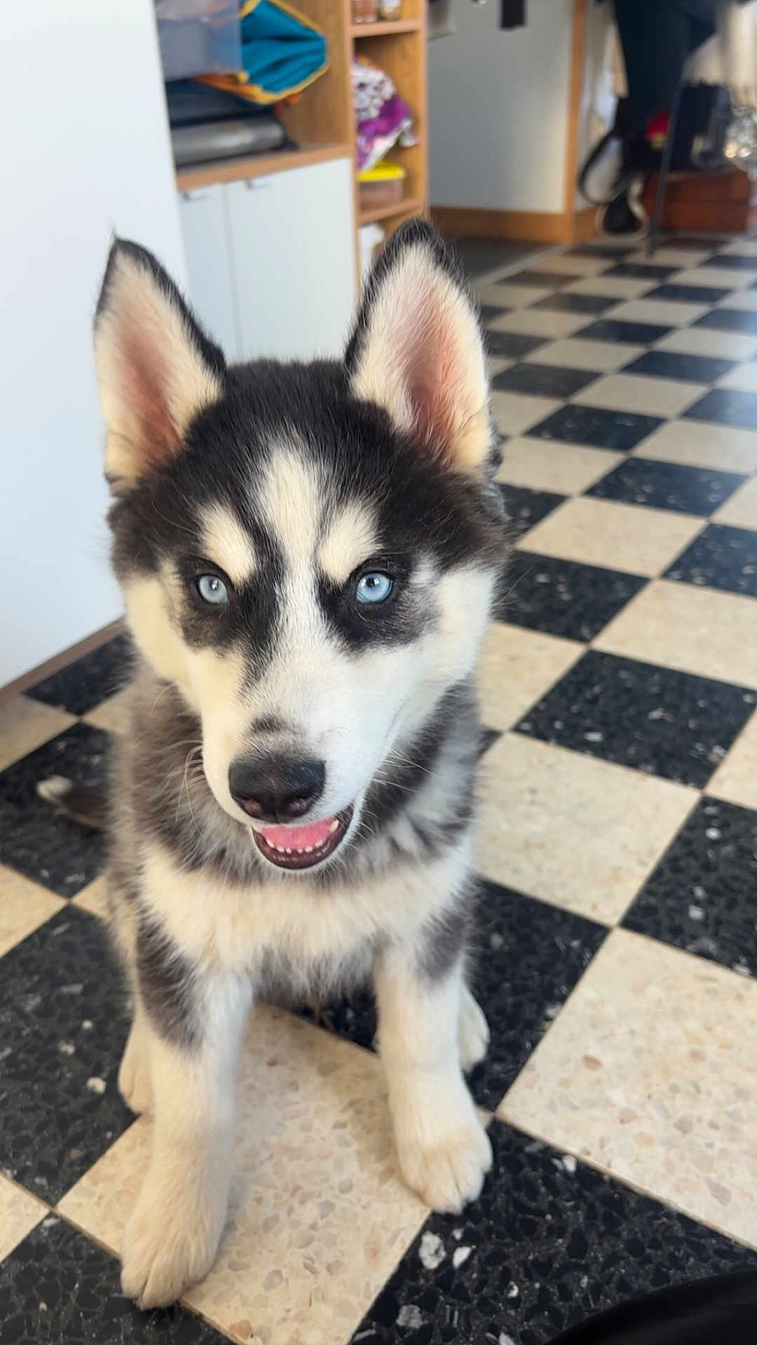 Naska a rejoint le concours — aidez-le/la à gagner de superbes lots ! puppy, dog, siberian_husky, blue_eyes, indoor, floor, checkered_floor, black_and_white, fur, ears, cute, pet, animal, young, smiling, looking_up, household, sitting, nose, whiskers