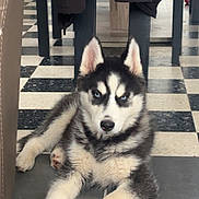 Naska a rejoint le concours — aidez-le/la à gagner de superbes lots ! puppy, dog, siberian_husky, blue_eyes, black_and_white, fur, floor, tile_floor, indoor, pet, animal, young_dog, lying_down, ears, face, cute, looking_at_camera, household, domestic, resting