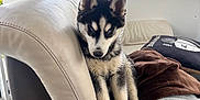 Naska a rejoint le concours — aidez-le/la à gagner de superbes lots ! husky, puppy, dog, indoor, couch, leather, blanket, window, sky, natural_light, floor, tile_floor, pet, young_dog, black_and_white, blue_eyes, furniture, cozy, resting, cute