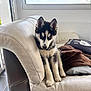 husky, puppy, dog, indoor, couch, leather, blanket, window, sky, natural_light, floor, tile_floor, pet, young_dog, black_and_white, blue_eyes, furniture, cozy, resting, cute