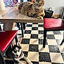 Naska a rejoint le concours — aidez-le/la à gagner de superbes lots ! cat, dog, tabby_cat, husky, puppy, indoor, table, chair, red_chair, wooden_table, checkered_floor, black_and_white_floor, floor_tiles, pet, animal, relaxed, lying_down, playful, domestic, home