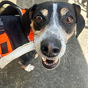 Cooper joined the competition — help win amazing prizes! animal, bone, bright_eyes, canine, chewing, close_up, curious, daylight, dog, ears, happy, leash, orange_harness, outdoor, pavement, pet, playful, portrait, snout, whiskers