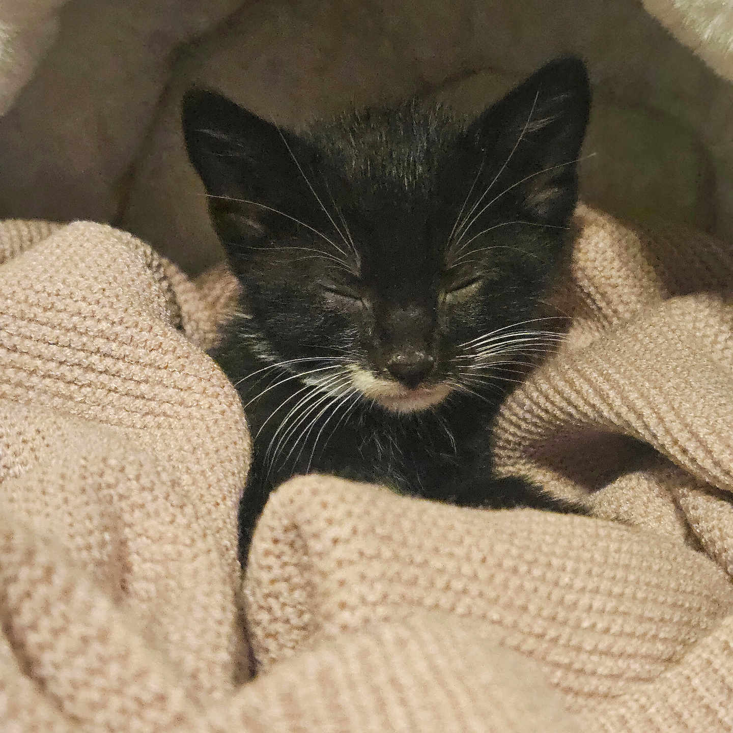 Gus is registered to the contest to win money with this photo: kitten, black_cat, sleeping, cozy, blanket, knitted, soft, pet, feline, cute, whiskers, ears, resting, indoors, warm, comfort, small, fur, peaceful, animal