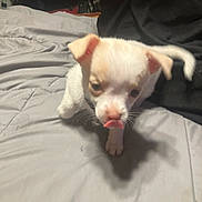 Gigi joined the competition — help win amazing prizes! puppy, dog, bed, tongue_out, white_coat, tan_coat, cute, pet, indoor, person, black_clothing, soft_lighting, candid, animal, small_dog, young_dog, home, blanket, walking, front_paw