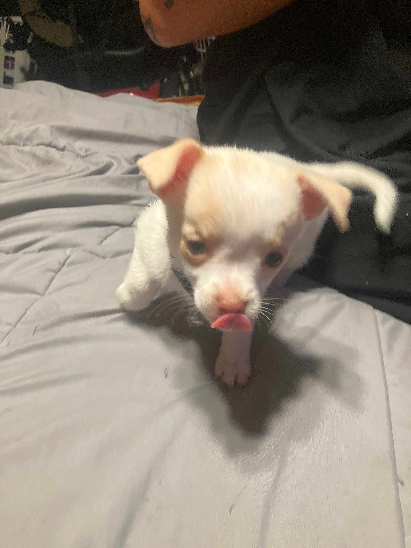 Gigi joined the competition — help win amazing prizes! puppy, dog, bed, tongue_out, white_coat, tan_coat, cute, pet, indoor, person, black_clothing, soft_lighting, candid, animal, small_dog, young_dog, home, blanket, walking, front_paw