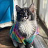cat, tie_dye_shirt, gray_cat, white_fur, indoor, sunlight, window, pet, animal, fluffy, cute, sitting, portrait, colorful, cozy, fur, whiskers, paw, domestic_cat, relaxed