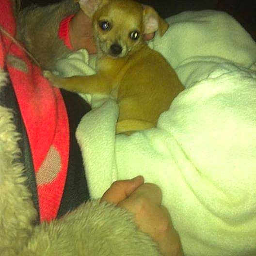 Peanut