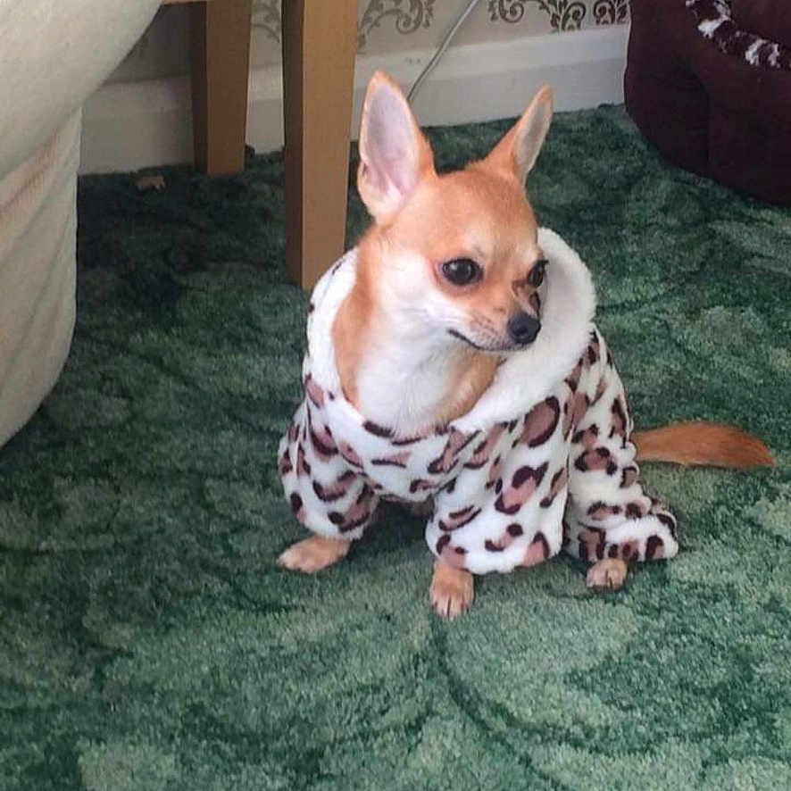 Peanut joined the competition — help win amazing prizes! animal, ball, blanket, canine, chihuahua, cushion, dog, face, head, homedecor, indoors, interiordesign, person, pet, photography, portrait, puppy, sport, tennis, tennisball