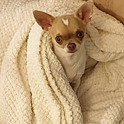 Stella participe au concours pour gagner de l'argent avec cette photo : chihuahua, dog, blanket, cozy, indoor, pet, small_dog, fur, ears, cute, animal, comfort, snuggled, resting, warm, texture, home, curious, expression, brown_and_white
