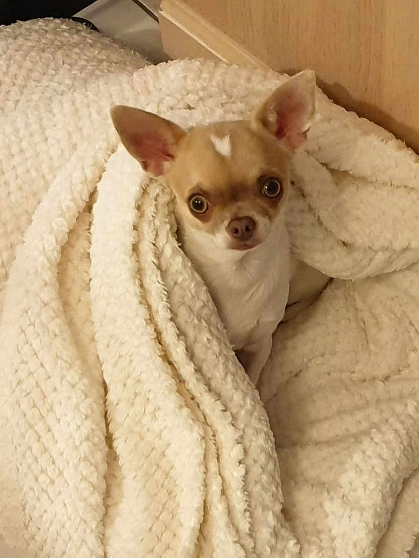 Stella participe au concours pour gagner de l'argent avec cette photo : chihuahua, dog, blanket, cozy, indoor, pet, small_dog, fur, ears, cute, animal, comfort, snuggled, resting, warm, texture, home, curious, expression, brown_and_white