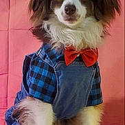 Weston Moreland joined the competition — help win amazing prizes! dog, pet, clothing, bow_tie, denim, overalls, blue_checkered, fur, white_rug, pink_background, portrait, cute, animal, sitting, fluffy, indoor, fashion, costume, canine, adorable