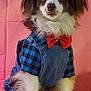 dog, pet, clothing, bow_tie, denim, overalls, blue_checkered, fur, white_rug, pink_background, portrait, cute, animal, sitting, fluffy, indoor, fashion, costume, canine, adorable