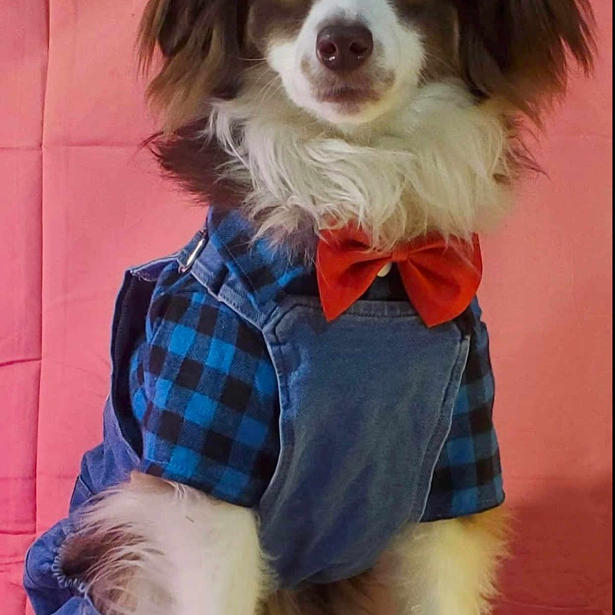 Weston Moreland joined the competition — help win amazing prizes! adorable, animal, blue_checkered, bow_tie, canine, clothing, costume, cute, denim, dog, fashion, fluffy, fur, indoor, overalls, pet, pink_background, portrait, sitting, white_rug