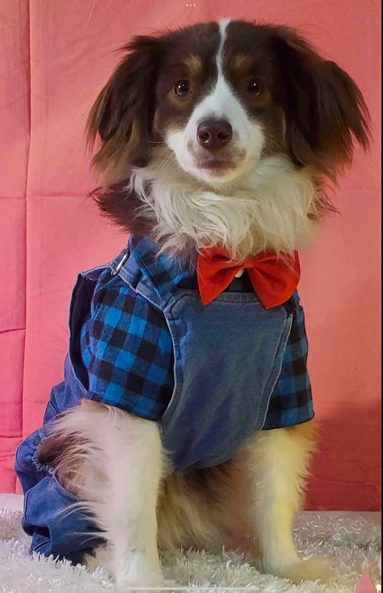 Weston Moreland joined the competition — help win amazing prizes! dog, pet, clothing, bow_tie, denim, overalls, blue_checkered, fur, white_rug, pink_background, portrait, cute, animal, sitting, fluffy, indoor, fashion, costume, canine, adorable