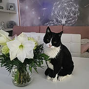 Squateur participe au concours pour gagner de l'argent avec cette photo : artwork, black_and_white, cat, couch, cozy, decor, feline, flower_vase, furniture, green_leaves, houseplant, indoor, living_room, pet, pink, plant, sitting, table, white, white_flowers