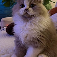 Aïko a rejoint le concours — aidez-le/la à gagner de superbes lots ! cat, fluffy, pet, indoor, feline, animal, cozy, cute, white, gray, sitting, soft, fur, whiskers, plant, home, blanket, closeup, portrait, domestic