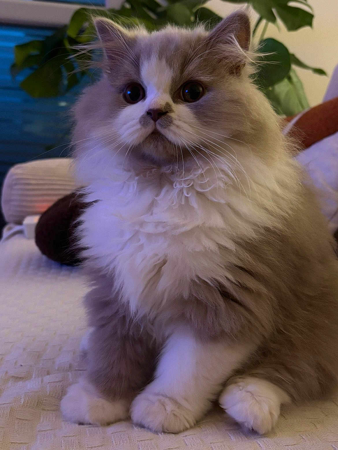 Aïko a rejoint le concours — aidez-le/la à gagner de superbes lots ! cat, fluffy, pet, indoor, feline, animal, cozy, cute, white, gray, sitting, soft, fur, whiskers, plant, home, blanket, closeup, portrait, domestic