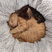 Indigo Et Simba a rejoint le concours — aidez-le/la à gagner de superbes lots ! cat, kitten, sleeping, cuddle, cozy, fluffy, bed, fur, tabby, ginger, pets, animal, cute, resting, comfort, indoor, closeup, adorable, pair, snuggling