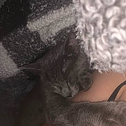 Beba Kitten joined the competition — help win amazing prizes! animal, blanket, cat, closeup, comfort, cozy, cuddle, feline, fur, gray_cat, human_skin, indoor, paw, pet, relaxation, rest, sleeping, snuggle, soft_texture, warm