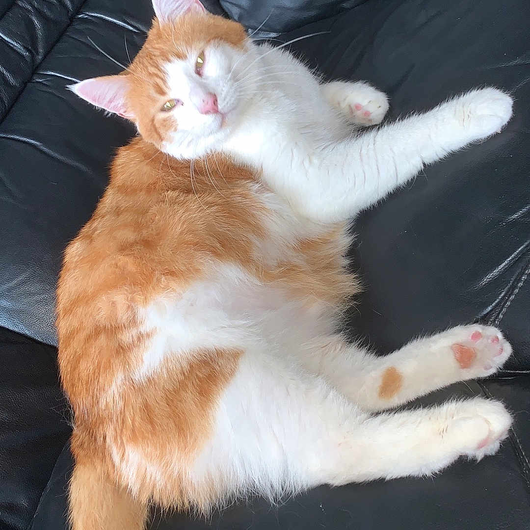 Jojo participe au concours pour gagner de l'argent avec cette photo : abyssinian, angora, animal, architecture, armchair, building, cat, chair, couch, cushion, furniture, homedecor, indoors, kitten, livingroom, manx, person, pet, room, sleeping