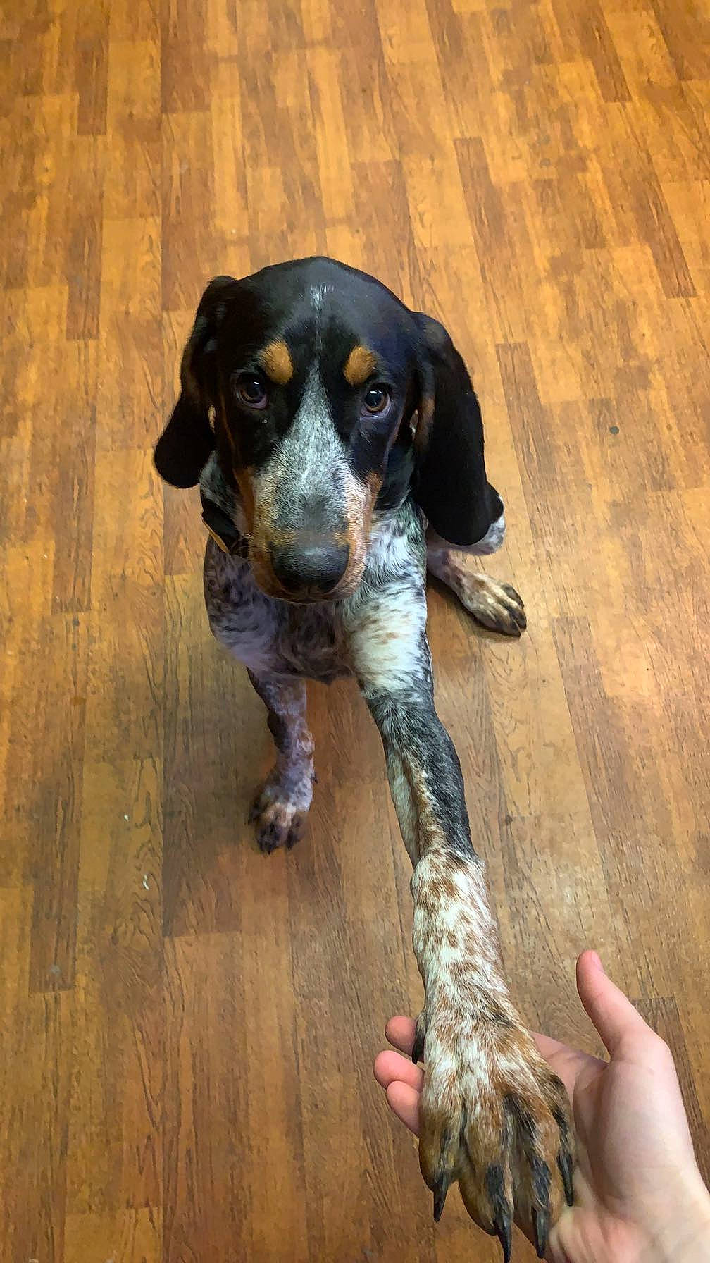 Sadie Mae joined the competition — help win amazing prizes! canidae, carnivore, companion_dog, dog, dog_breed, fawn, flooring, hardwood, liver, plank, puppy, snout, sporting_group, tail, varnish, wood, wood_flooring, wood_stain, working_animal, working_dog