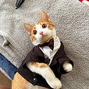 Gingy is registered to the contest to win money with this photo: cat, orange_cat, white_cat, pet, tuxedo, bow_tie, costume, cute, animal, feline, indoor, blanket, fabric, cozy, lying_down, curious, wide_eyes, soft_texture, playful, domestic_cat