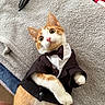 cat, orange_cat, white_cat, pet, tuxedo, bow_tie, costume, cute, animal, feline, indoor, blanket, fabric, cozy, lying_down, curious, wide_eyes, soft_texture, playful, domestic_cat