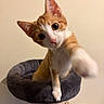 Gingy joined the competition — help win amazing prizes! cat, kitten, orange_and_white, pet, cat_bed, paw, curious, indoor, animal, feline, close_up, cute, whiskers, ears, playful, soft, furniture, home, cozy, young