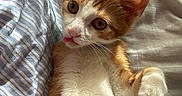 Gingy is registered to the contest to win money with this photo: kitten, cat, orange_and_white, lying_down, bed, striped_fabric, curious, tongue_out, pet, cute, feline, fur, whiskers, paws, indoor, cozy, resting, young_animal, soft, sleepy